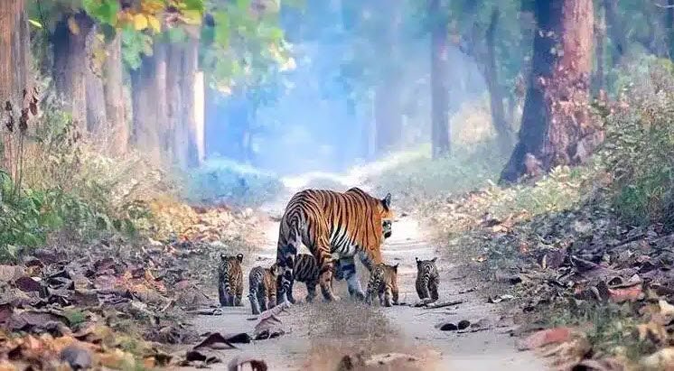 Pakke Tiger Reserve, East Kameng, Arunachal Pradesh - Vushii.com